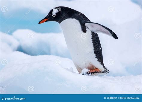 Beautiful Gentoo Penguin Walking on Snow in Antarctica Stock Image ...