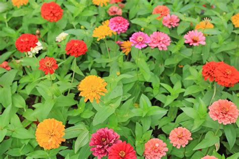 Popular Zinnia Cultivars: Learn About Different Types Of Zinnia Flowers ...