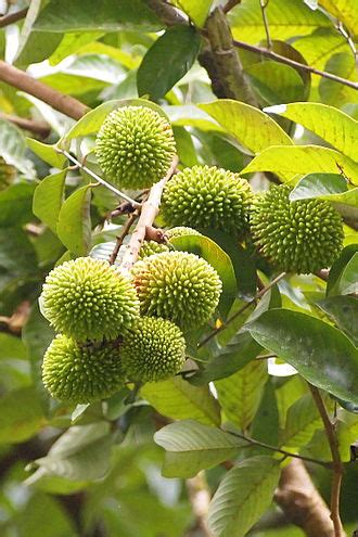 Pulasan Facts and Health Benefits