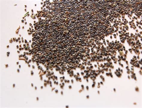 Land Caviar from Kochia Seeds | Wild Food Girl