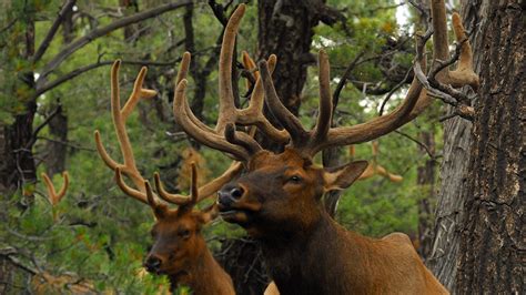 Arizona to Consider Amendments to 2021 Elk Hunts | Rocky Mountain Elk Foundation