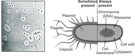 Bacterial capsule, its composition and function | Biology Ease