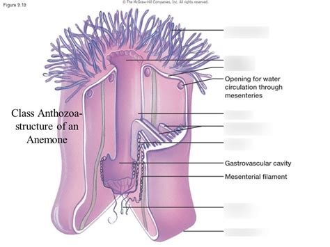 Class Anthozoa: Anemone Structure Diagram | Quizlet