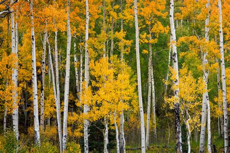 Evergreens and Yellow Aspen Tree Mix Fine Art Print For Sale | Photos ...