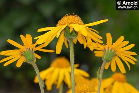 Arnika (Arnica montana) als Heilpflanze - AWL.ch