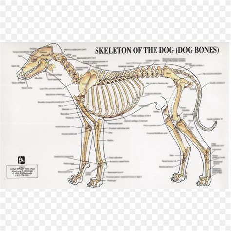 Dog Skeleton Diagram Labeled