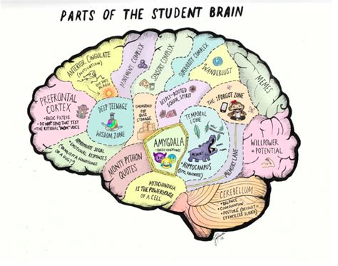 The Teenage Brain - The Center for Transformative Teaching and Learning