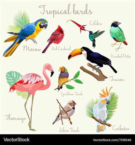 Bright color exotic tropical birds set isolated Vector Image