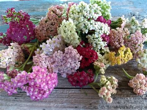 Yarrow Easy Guide: 13 Yarrow Flower Types & How to Grow Them