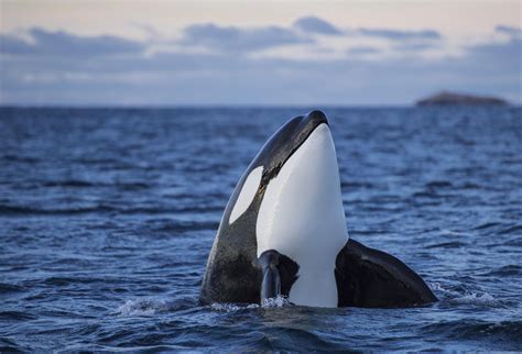 Are Orcas Endangered? Conservation Status and Threats