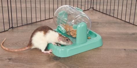 10 Best Toys & Accessories for Pet Rats and Mice