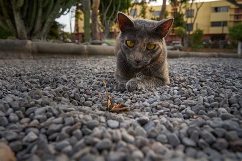 Stray Cat Chasing a Butterfly Stock Image - Image of stray, chasing: 255003697