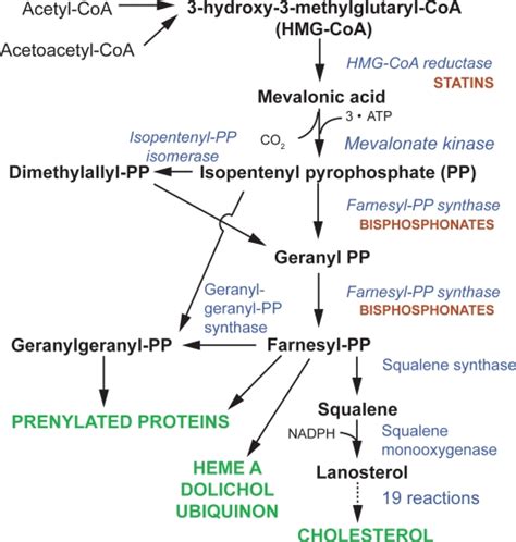 Schematic representation of the mevalonate pathway and the effects of ...