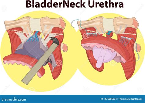 Male Bladder Neck Anatomy