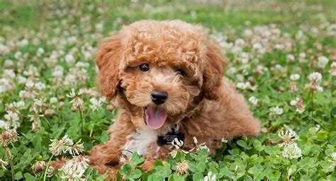 Toy Poodle Mix Puppies | Wow Blog