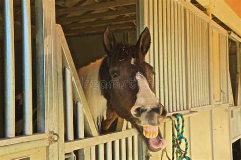 Horse Showing His Teeth In A Smile Stock Photo - Image of colt, smiling ...