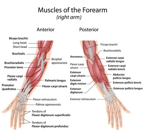 Where Forearm Pain Comes From & How To Resolve It – EffiHealth