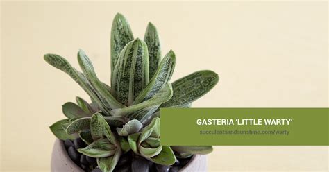 Gasteria 'Little Warty' | Succulents and Sunshine