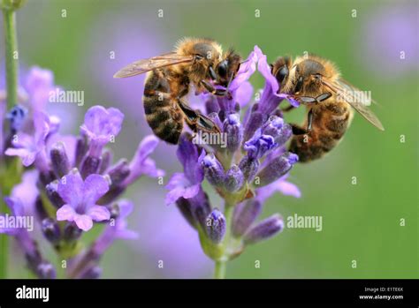 Bees Lavender Stock Photos & Bees Lavender Stock Images - Alamy