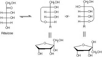 Spr en biolog - Ribose og ribulose