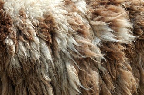 Raw wool stock photo. Image of soft, natural, macro, curl - 27237728