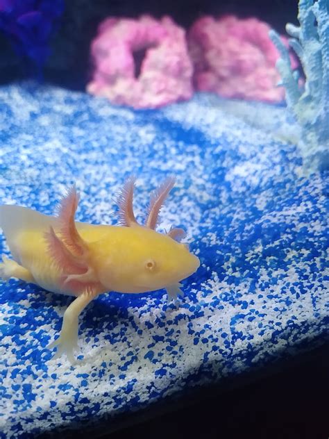 Yellow Axolotl