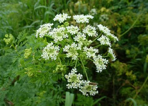 Poison hemlock spreading in SE Minnesota, officials warn | MPR News