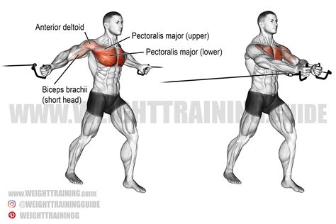 robo perrito ritmo cable crossover exercise chart Walter Cunningham Libro Milímetro