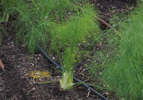 Why Fennel Is Really Bad For Your Garden – But You Should Grow it Anyway