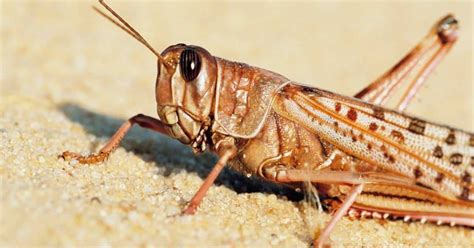 Bible Verses About Locust - What The Bible Says About Locust