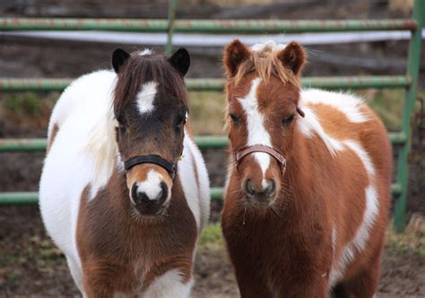 Baby miniature horses came for a quick visit – Red Gate Sporthorses