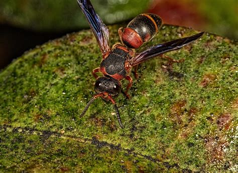 Red and Black Mason Wasp (explore 1/24/14) | red and black m… | Flickr