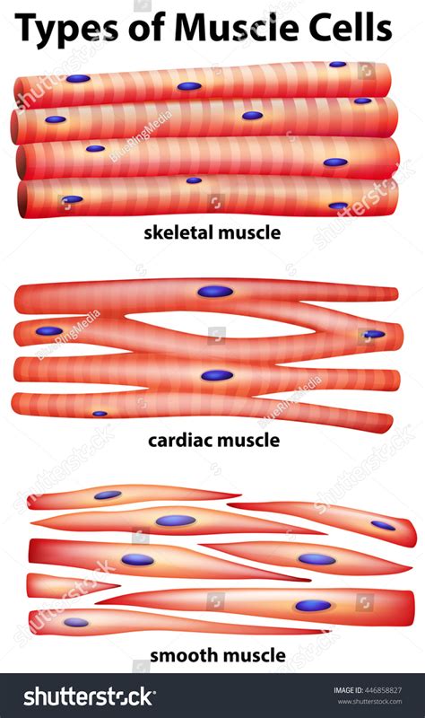 Diagram Showing Types Of Muscle Cells Illustration - 446858827 : Shutterstock