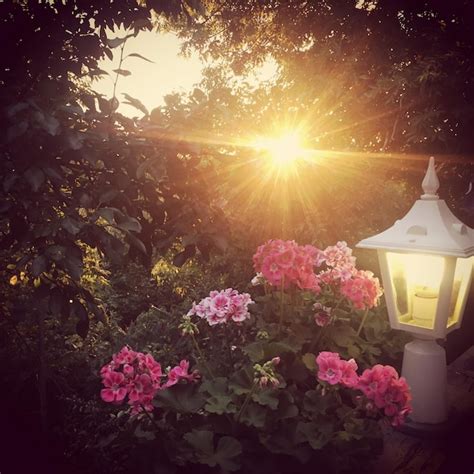 Premium Photo | Sun shining through flowers