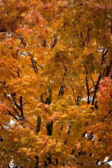 Yellow maple tree leaves 11412517 Stock Photo at Vecteezy