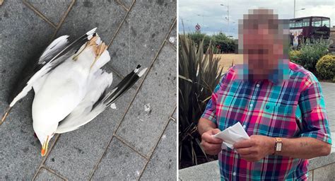 Man ‘beat seagull to death’ in front of horrified children for stealing ...