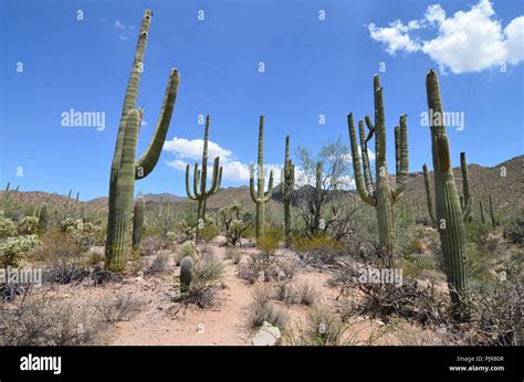 Saguaro National Park, Arizona, USA Stock Photo - Alamy