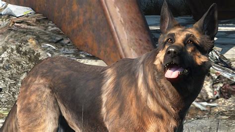 River, The Real-Life Dog Behind Fallout 4's Dogmeat, Has Passed