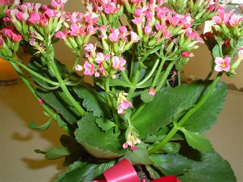 Pink Blooming Succulent Is A Kalanchoe | Plants with pink flowers, Succulent with pink flowers ...