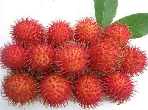 gambar buah rambutan - Fiona Grant