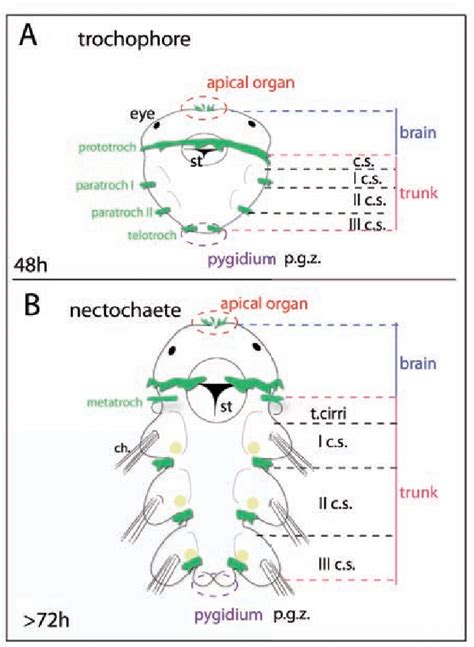 The Platynereis larval morphology of the trochophore and nectochaete... | Download Scientific ...