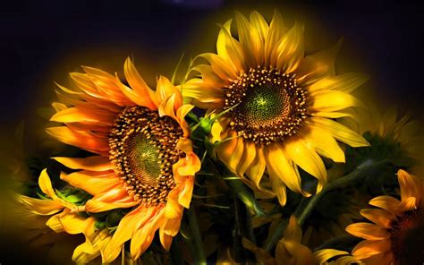 Whimsical Sunflower Desktop Wallpapers - Top Free Whimsical Sunflower Desktop Backgrounds ...