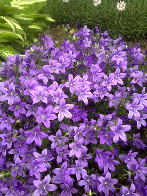 Purple Perennial Flowers That Spread / 20 Beautiful low growing ground cover plants for gardens ...