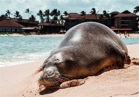 Guide to Hawaii Wildlife | Boss Frog's Hawaii