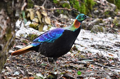 Himalayan monal (Male): Lophophorus impejanus | Photo Span