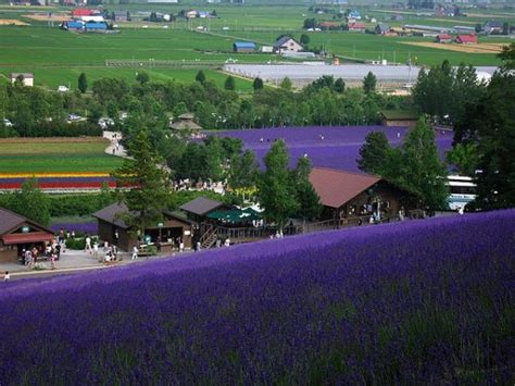 Lavender Season in Hokkaido 2019 | Visit Furano and Biei | Kyuhoshi