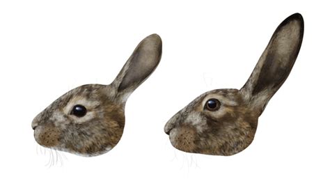 Rabbit (L) vs. Hare (R) from How to draw Hares and Rabbits. An art lesson, but good to show the ...