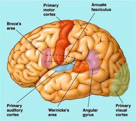 Pictures Of Broca’s Motor Speech AreaHealthiack