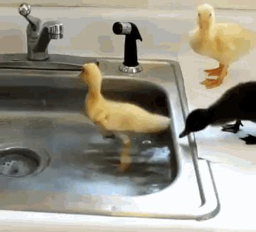 Ducks Swim GIF - Ducks Swim Ducklings - Discover & Share GIFs