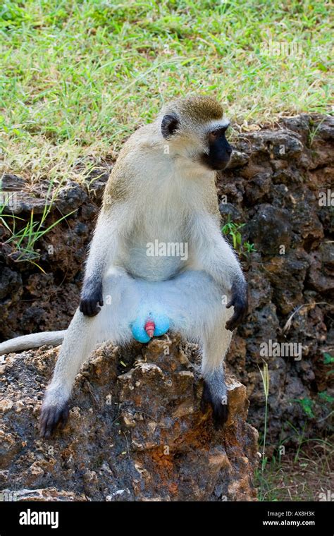 VERVET MONKEY Cercopithecus aethiops Stock Photo - Alamy